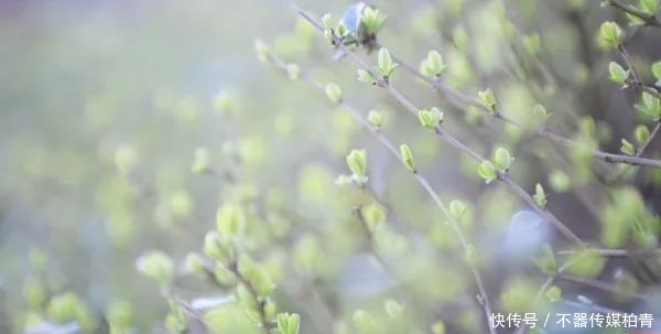 中年|春暖花开游贵州，“花花世界”惹人醉！