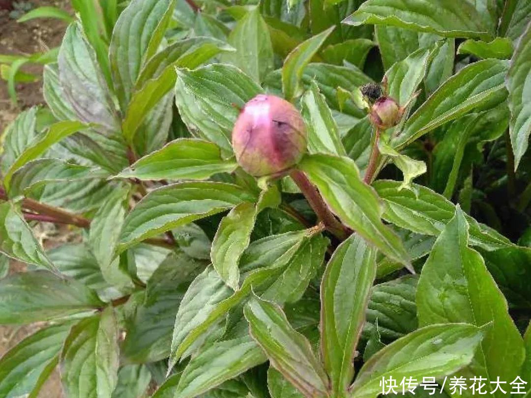 入夏前，10种花要赶紧施肥，不然以后没花看