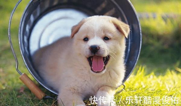 生肖|属虎人综合运势如何2021年命定的贵人生肖有谁看看有你吗