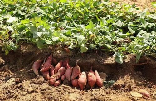 运动锻炼|茄子是糖尿病的“发物”?建议:若想血糖平稳,3种素食或应少碰