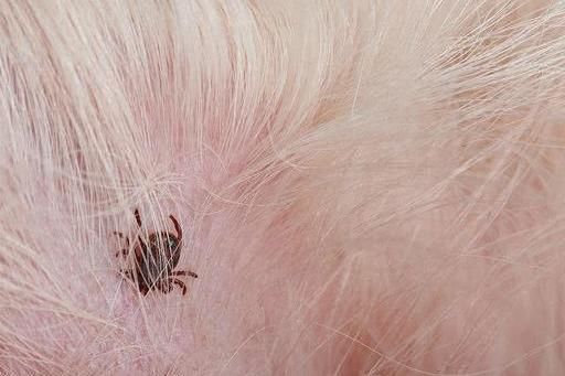 猫咪体外有5种寄生虫，其中4种最常见，另外1种肉眼看不见- 快资讯