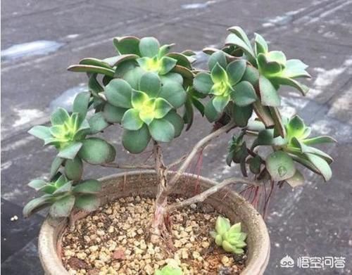 多肉蓝苹果入手上盆后一周浇一圈水，10天后浇透水，现在很多气根，这样正常吗？