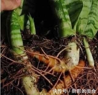 什么阿司匹林、维生素都不如“1块它”,掰碎扔盆里,壮根挤破盆
