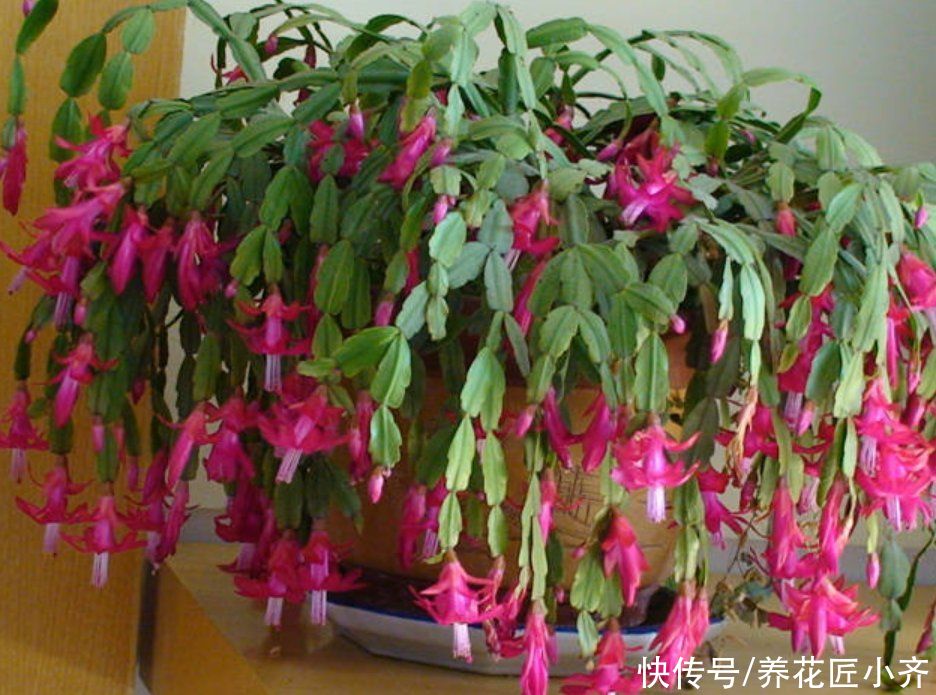 精细是养好蟹爪兰的最好姿态，坚持做好4点，叶子肥厚，不再烂根