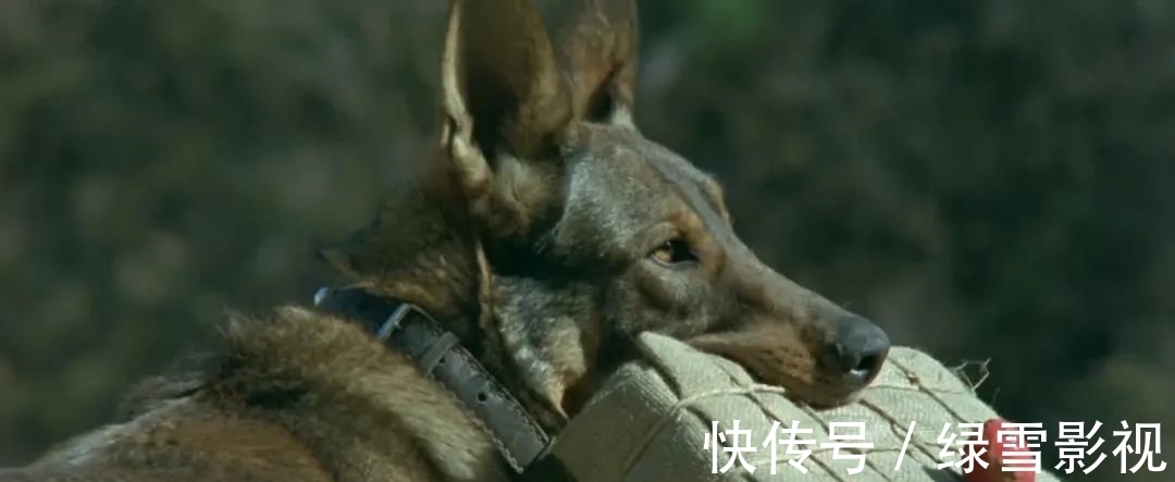 因?yàn)橐粓?chǎng)戲沒了一個(gè)動(dòng)物！這5部戲被打差評(píng)、遭吐槽，真是不冤