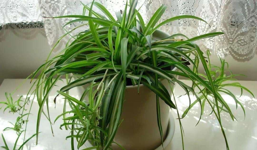 吊兰总是“干尖又黄叶”?换一个方法“种植”,漂亮好打理!试试