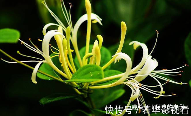 此花成双成对形影不离,酷似鸳鸯对舞,是镇宅驱邪的著名花卉