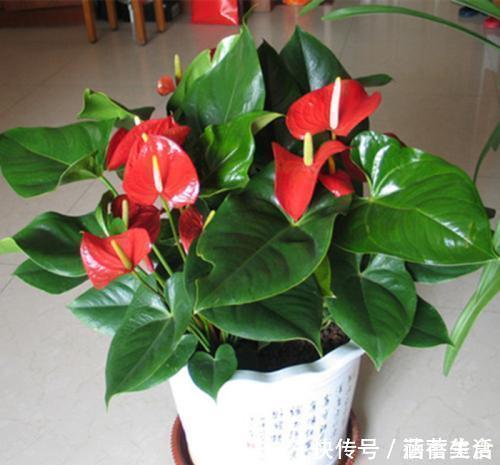 飞虫|花盆满是小飞虫?不是大事,花盆撒把它,小虫死翘翘