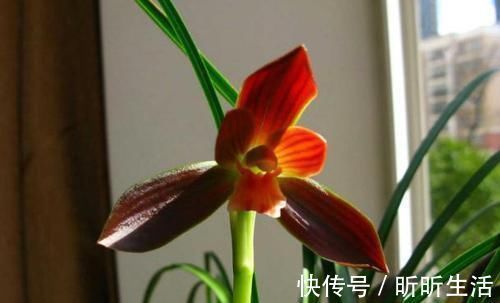 花色|传统名花：红河红，花香浓郁、花色繁杂，值得偏爱，你喜欢吗？