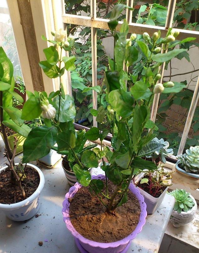 养花不开花,10天喷一次“它”,花苞翻倍,花满枝头