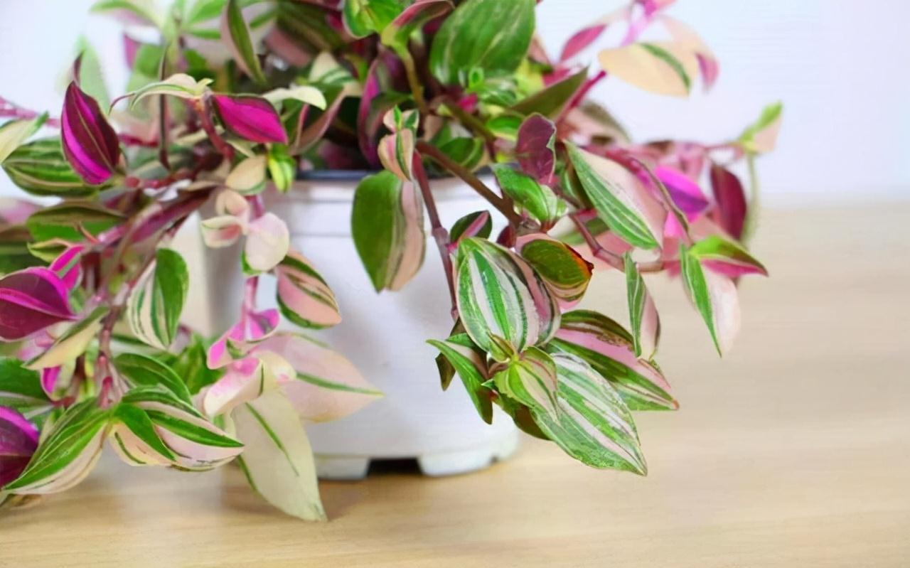 9种漂亮花,现在扦插“正当时”,喜欢别错过