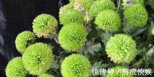 喜欢菊花，不如养”优良名品“绿乒乓菊，似绿如新翠，小巧玲珑
