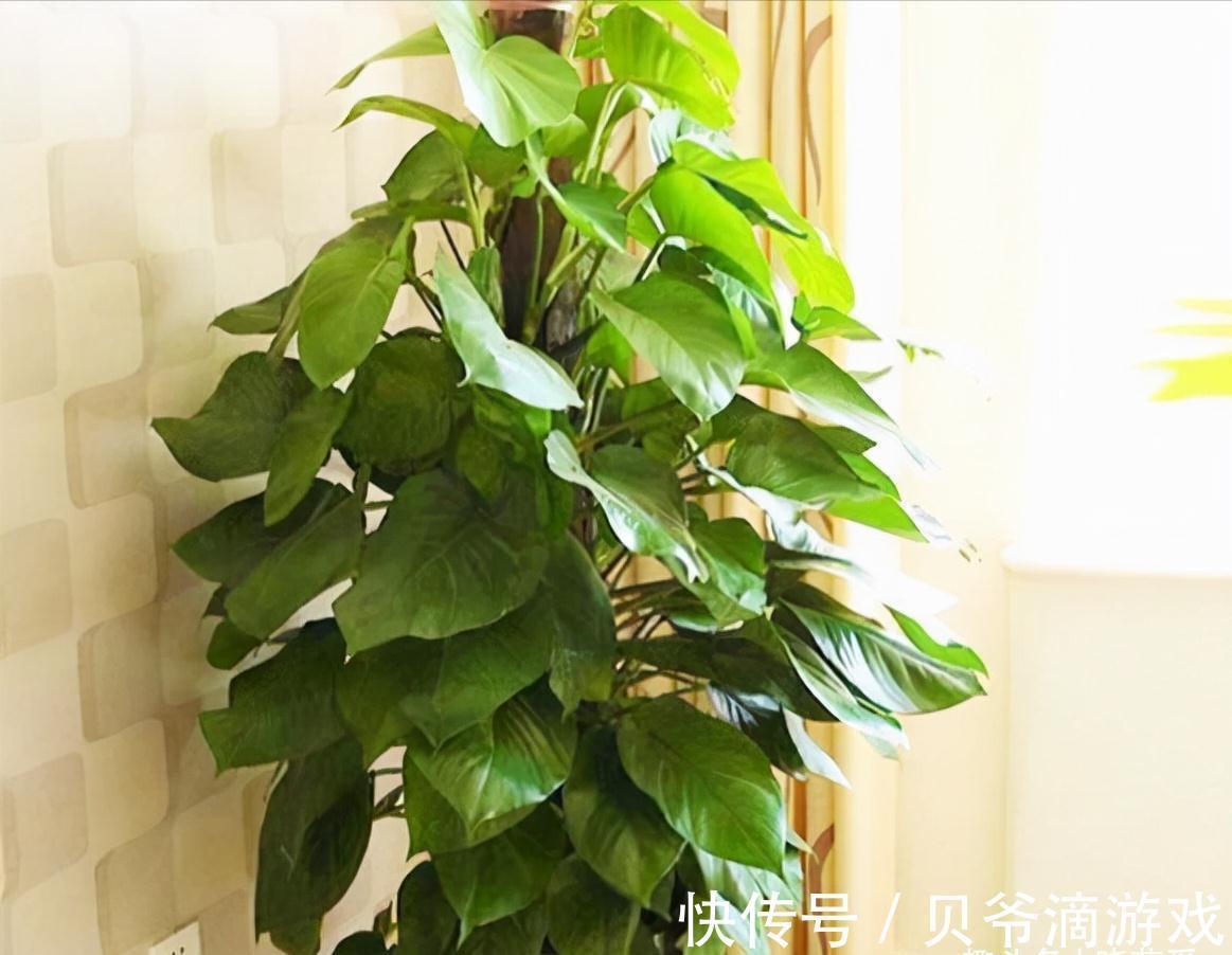 适合客厅养的“6种花”,一个比一个好养,一个比一个好看