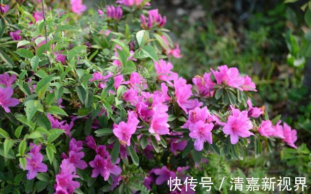 养分|栀子花、杜鹃花“花苞”呼呼掉，都是土壤惹的祸，教你几招能恢复
