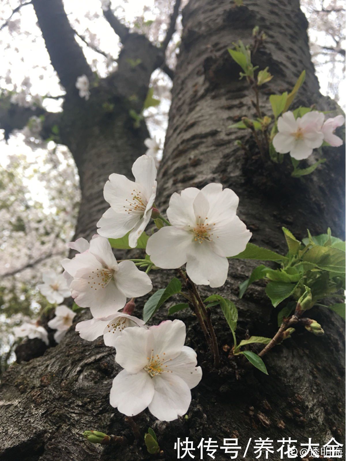 农村人的院子超上档次，种花不在多，关键是选好品种