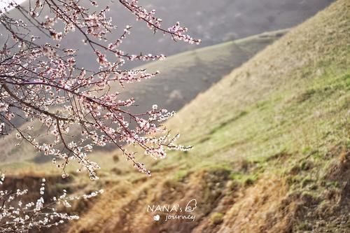 再过几天，新疆的这里将成为杏花的海洋，漫山遍野的盛景