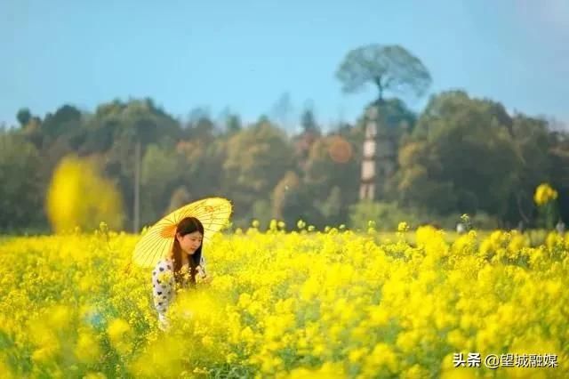 不要门票！望城这些地方黄灿灿的油菜花美哭了~