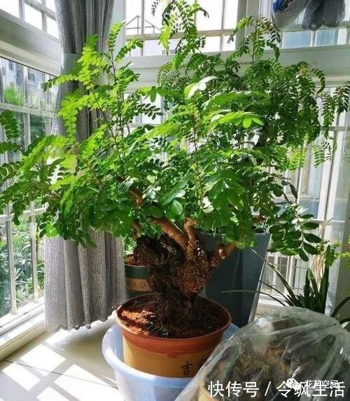 这3种花，可以给屋“添香”，漂亮好养，芳香怡人