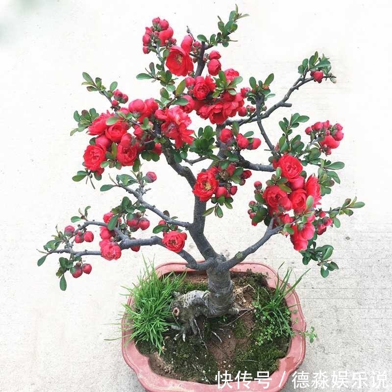 1种“老桩”盆景,养花人都喜欢,当月开花,越养越值钱