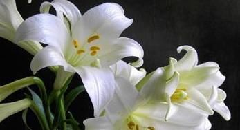  鲜百合|百合滋阴养肺，但多数人没吃对！专家给出了3点建议！