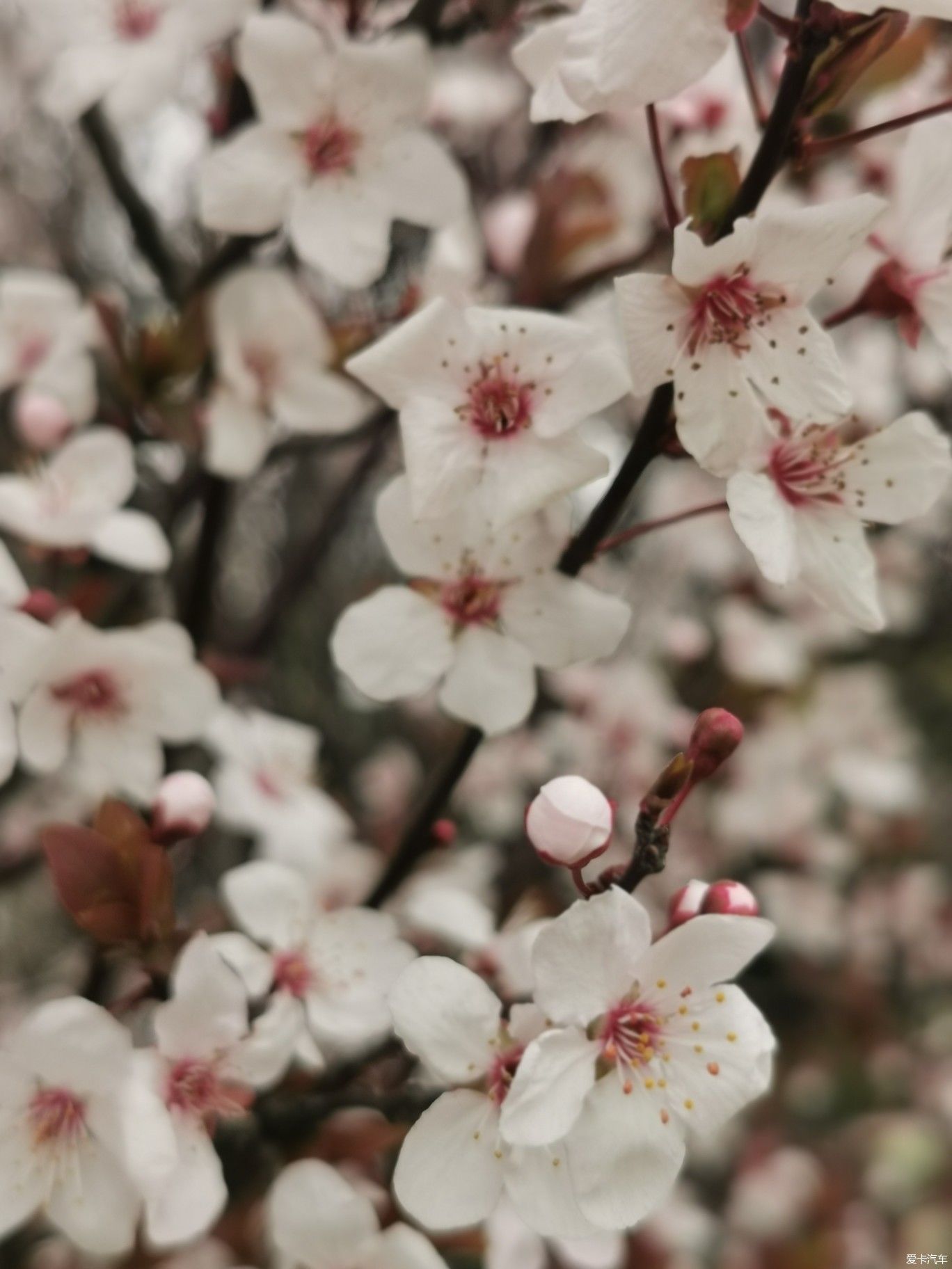 紫李花盛开期