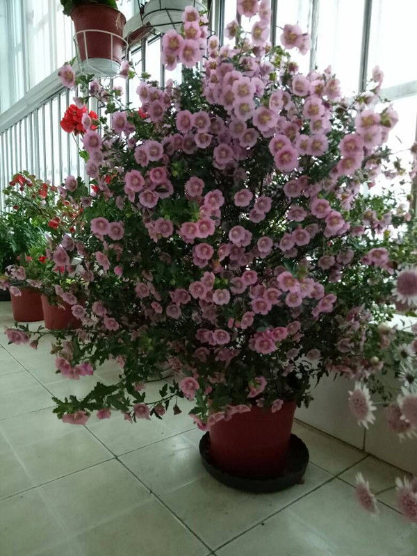 小院无花赏 不如种此后花卉 养在家里仙气十足 花开美观又大气 粉紫色