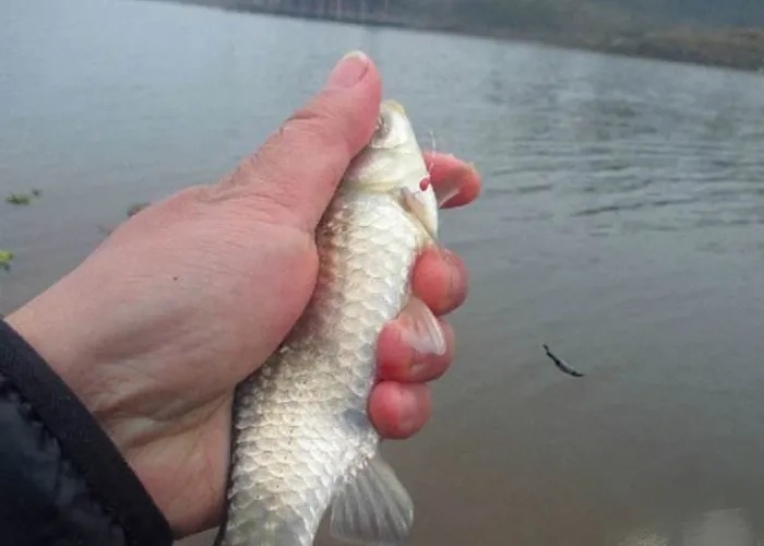 冷天钓大鲫鱼，这几个方法我每次都要用，从不发愁板鲫不好钓