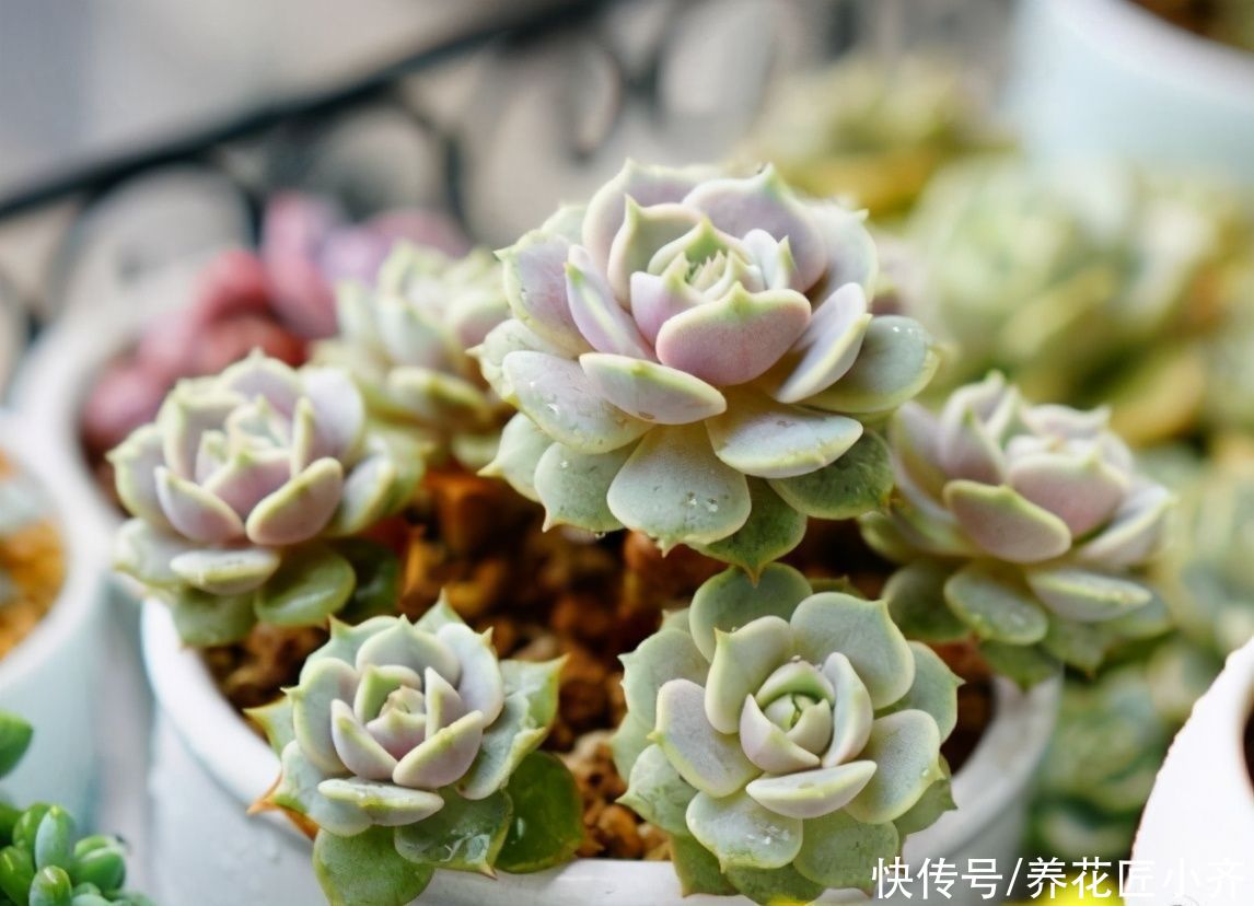 家中如果养着“夏必死”花卉，想要不出意外，必须这样做