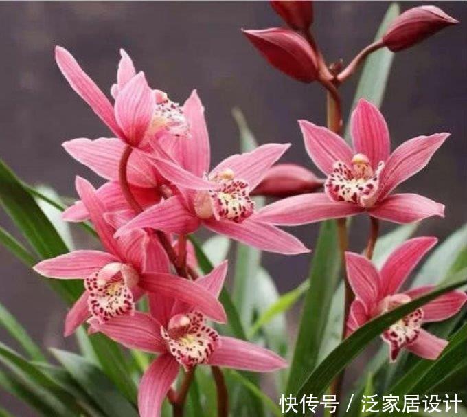 漂亮又好养的“4种花”,越养越旺,比牡丹更好看,你喜欢吗?