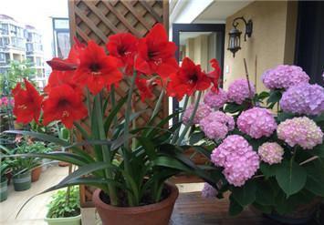 养护|朱顶红“傻长叶子”不开花一包一冻,温差大,花苞嗖嗖冒出来