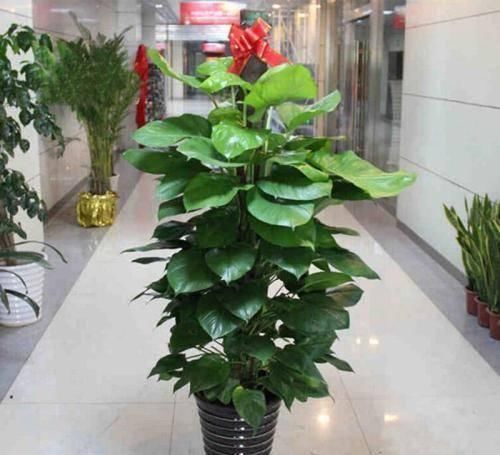 这4种花最喜欢“吃醋”,施肥前喝点醋,枝叶茂盛花芽更旺