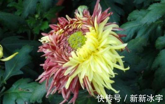 4种花美丽不输玫瑰 比兰花还香 四季持续开花 清香优雅 粉紫色 4种花美丽不输玫瑰 比兰花还香 四季持续开花 清香优雅 粉紫色