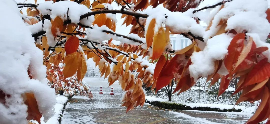 赵建民|临洮今秋第一场雪，比以往来得更早一些……