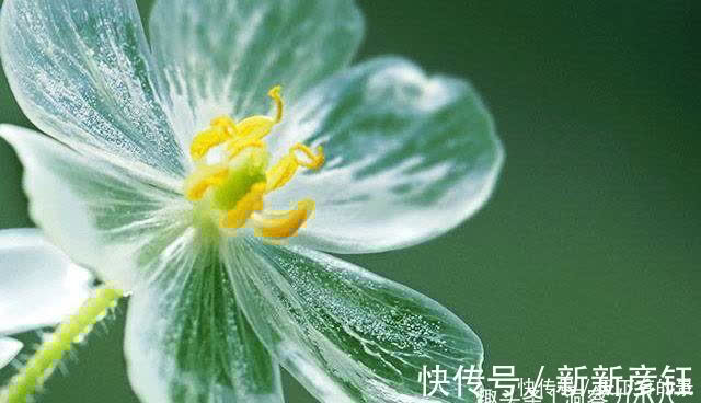 别错过这款“水晶花”,花瓣遇水变透明,单季绽放“可遇不可求”