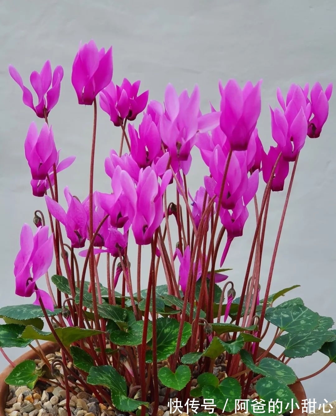 养盆栽仙客来掌握7点,养20~30年都不是问题,年年能开花