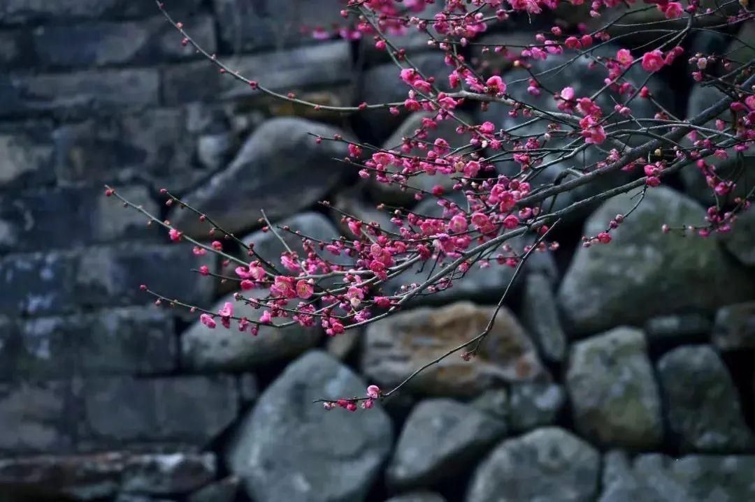 老年|怦然心动！来三门这座“中国画里的村庄”，查收春日小“梅”好！