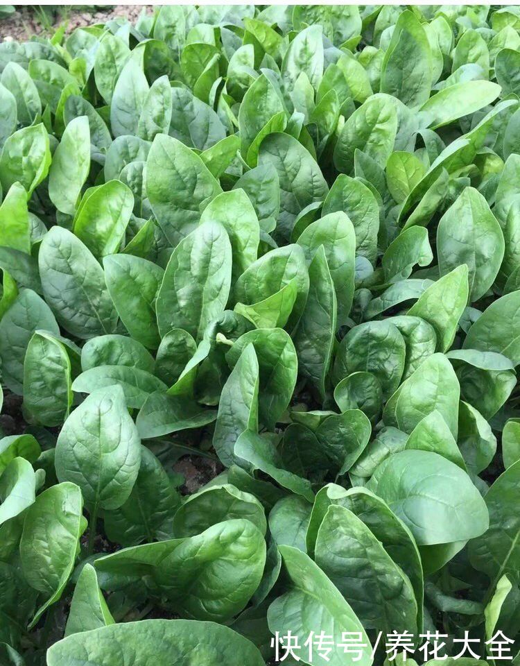 常吃4种蔬菜,能改善便秘状况,比吃药还管用