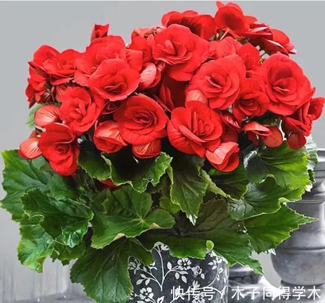 冬季买花就选这九种,冬天也能有花赏,春节变得喜庆、红艳艳