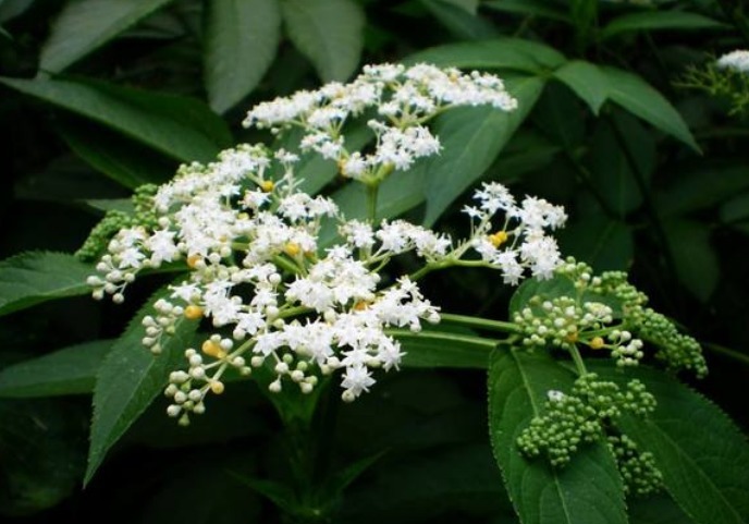 功效|农村大山常见的“野草”，是天赐民间润肺止咳的良方，胜过止咳药