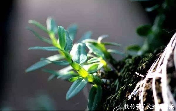 黄芪|中医它是黄芪的“铁搭档”,坚持泡水喝一周,“肝”会感激你