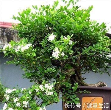 九里香盆景|此花第一香,浇水就疯长,花开200天不落地,养不死