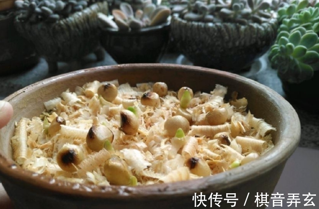 君子兰繁殖很简单,把种子播到花盆里,长出一堆健壮小苗