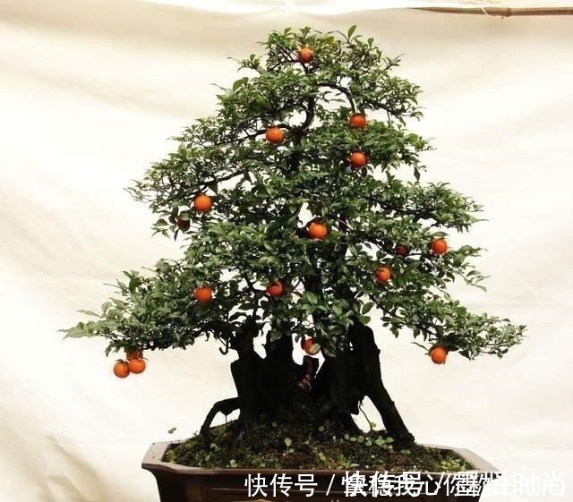 2种名贵的盆景树,观赏性高价值不菲,能养的家庭不一般!