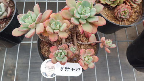 浇水|多肉叶片干瘪发软,不是缺水还有这3种原因,你都知道吗?