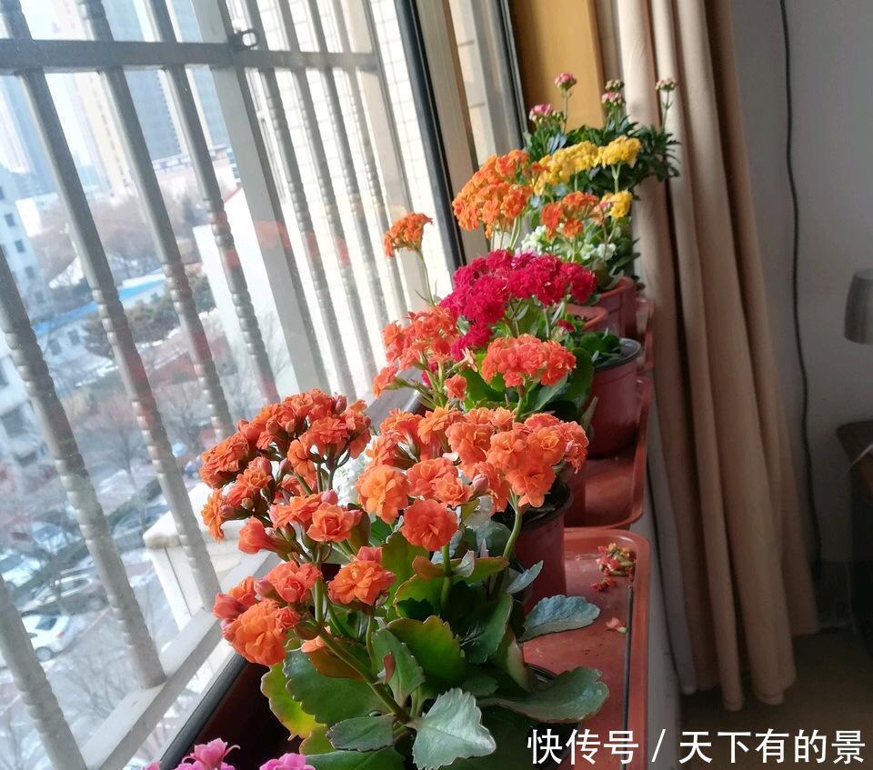 冬天最冷的时候,这5种花不要放室外,否则冻成腌菜了