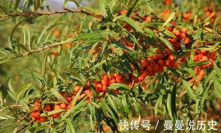 泡水|咳嗽久咳不愈,莫慌!不妨试试用此果泡水,止咳化痰,早知早受益