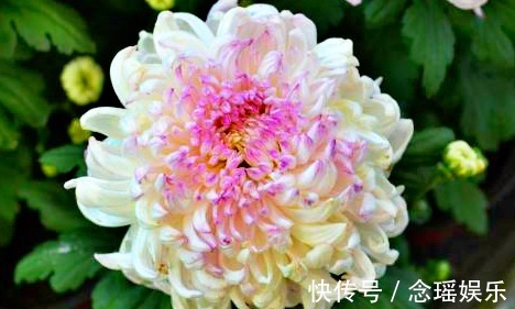 此菊,花开“大如斗篷”,属“菊中珍品”,幽香袭人,绚丽多姿!