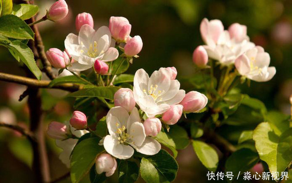 此花即使面临风吹雨打，依然傲然站立，就像是神仙一样的花