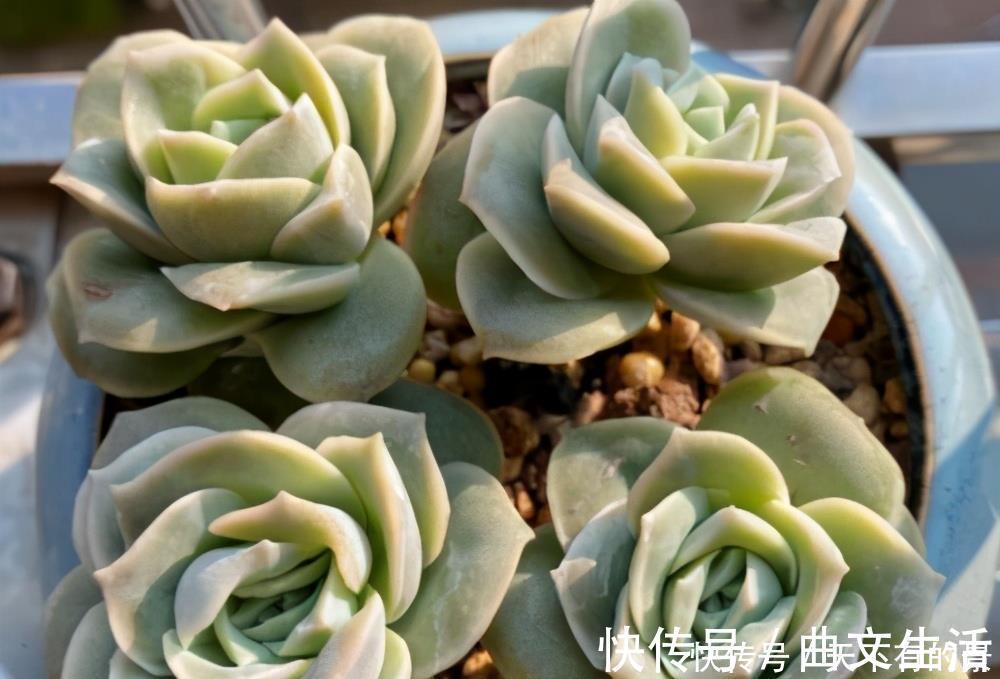多肉|被拉下神坛的可爱多肉，曾经贵到退步，现在价格便宜少有人养