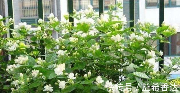 “3种花”养家里,好养又漂亮,炒菜泡茶又养人,第三种厉害了